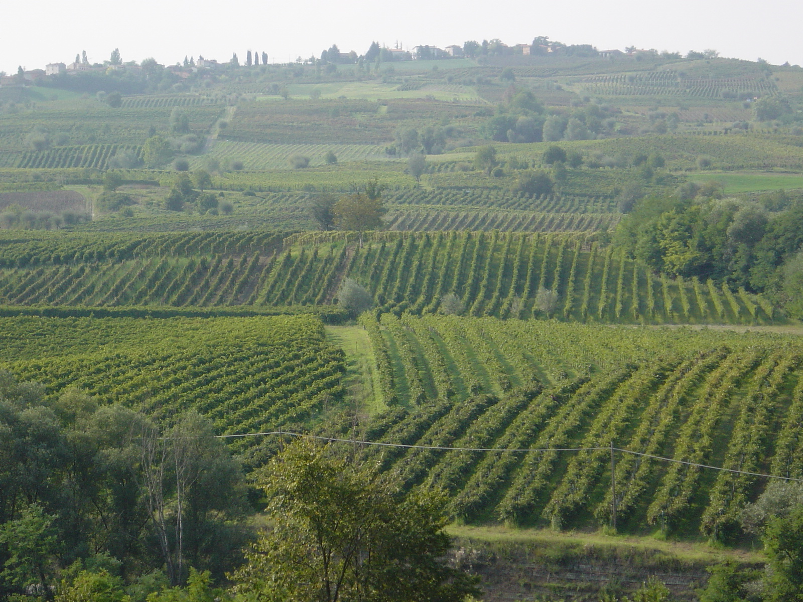 Vigneto-manuelina-azienda-agricola