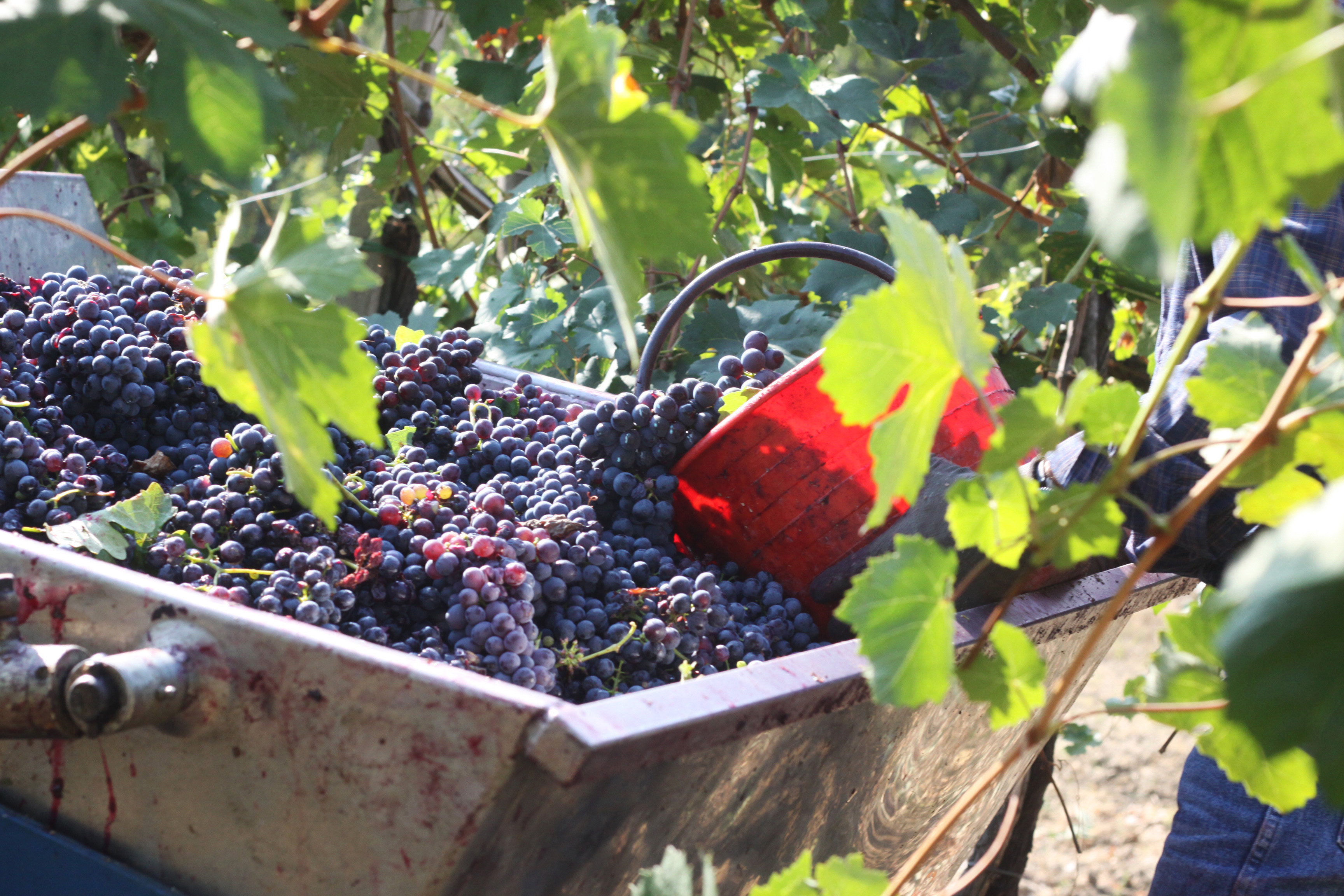 vendemmia-uva-vino-rosso-azienda-agricola-manuelina