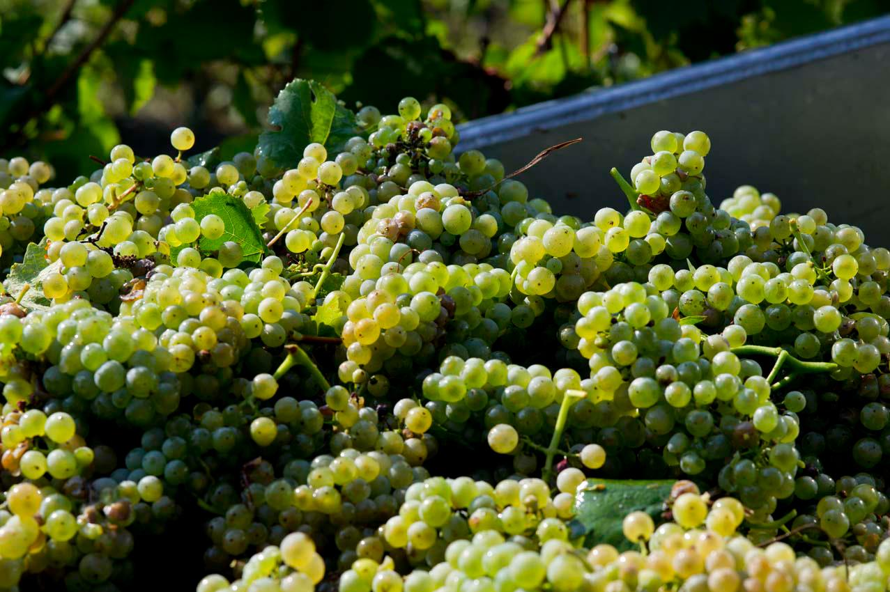 Grappoli di uva bianca