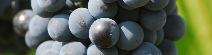 pinot-nero-la-storia-manuelina