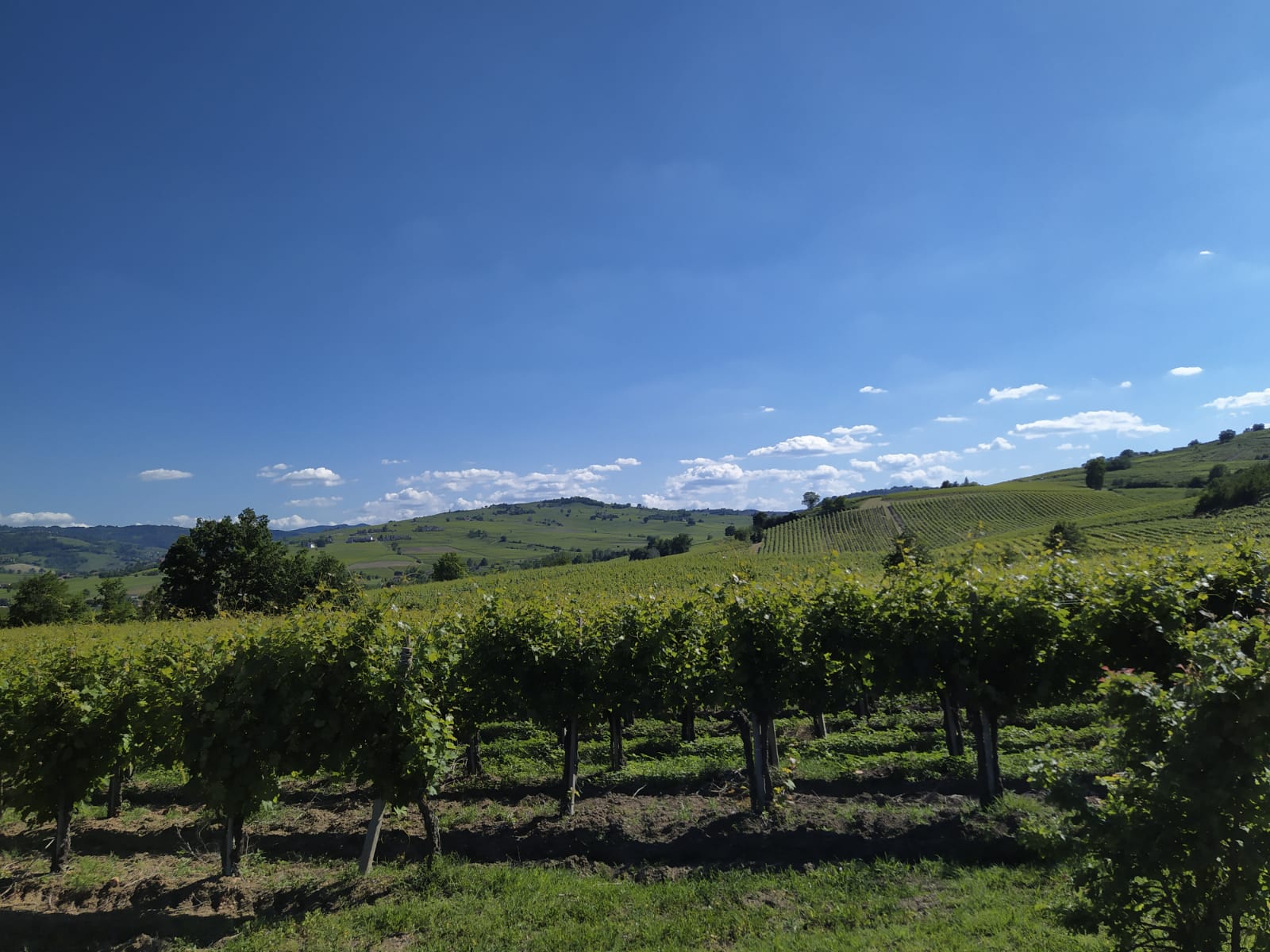 I vigneti di Manuelina