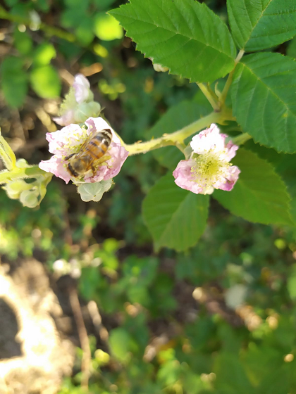 Ape su un fiore