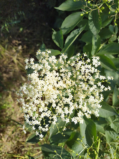Fiori nelle vigne