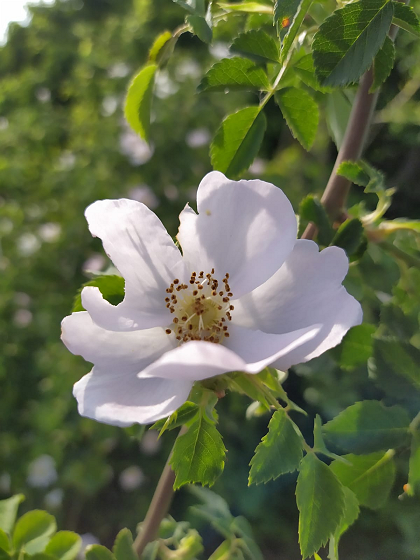 Fiori nelle vigne
