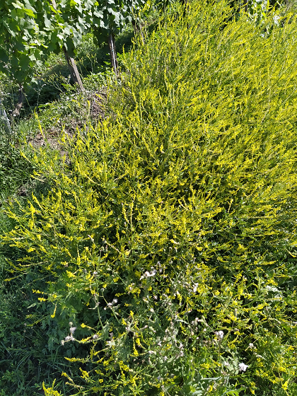 Fiori nelle vigne