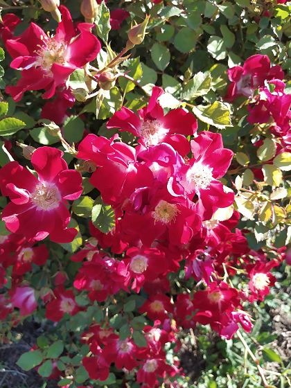 Fiori nelle vigne
