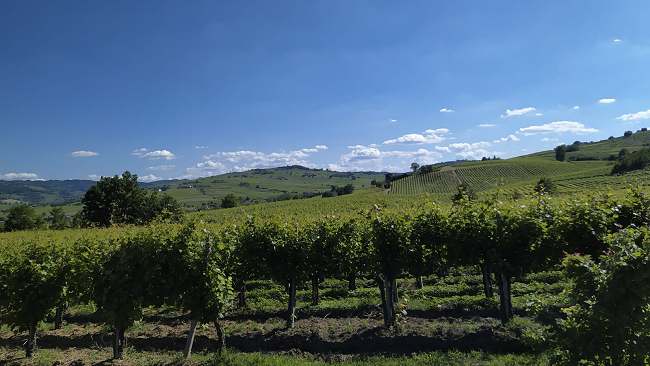 I vigneti dell'azienda Manuelina