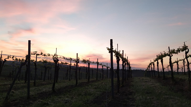 Vigneti al tramonto