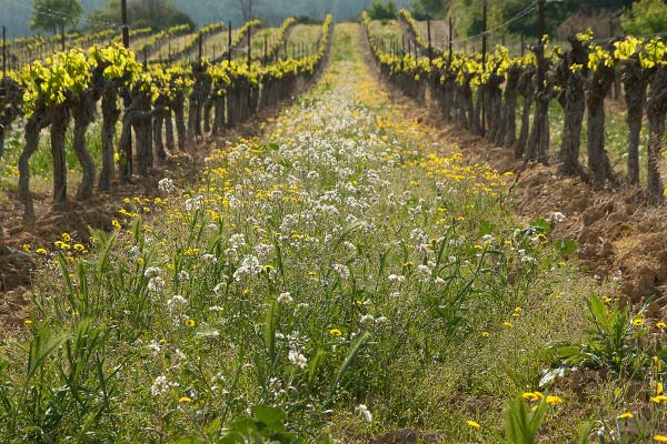 Vigneto primaverile
