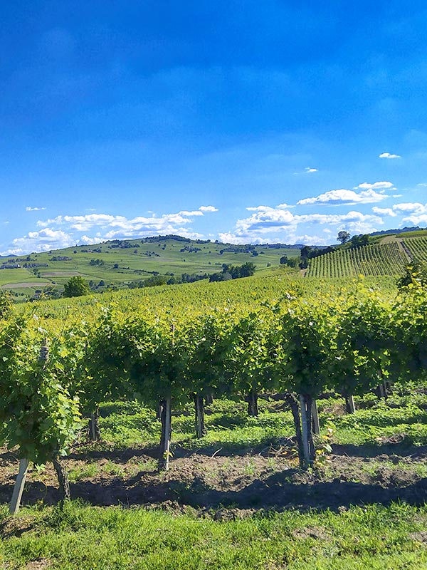 Vigneti Manuelina