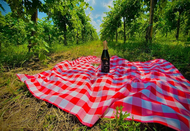 Picnic in vendemmia