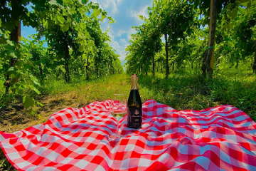 Picnic in vendemmia (settembre 2021)