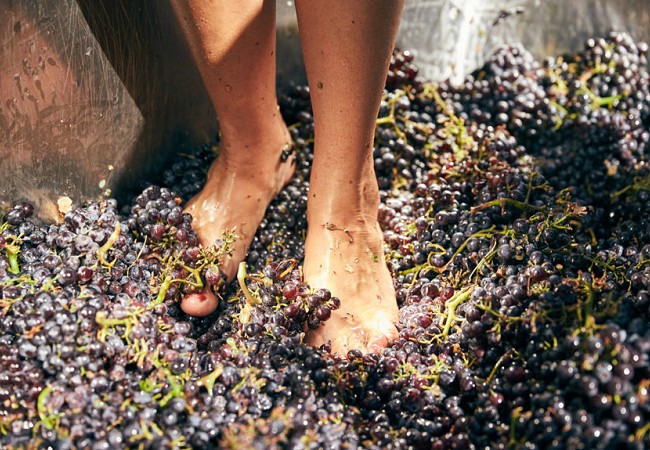 La vendemmia tradizionale