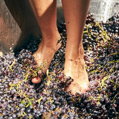 Grape harvest & picnic