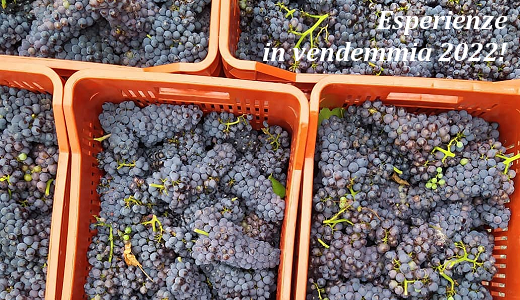 Esperienze in vendemmia 2022